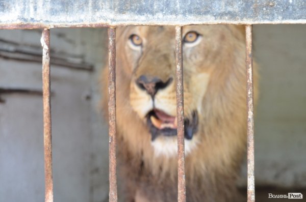 Що переживають звірі під час реконструкції луцького зоопарку