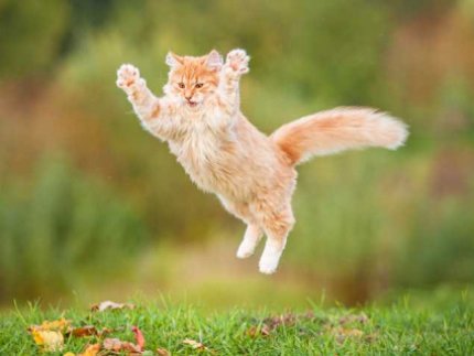 Проплан для котів: огляд раціонів «Пуріна»*