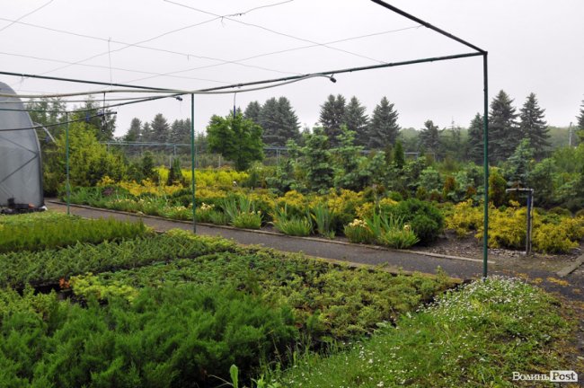 Екологічні стежки у волинському лісі – безліч відкриттів не лише для дітей