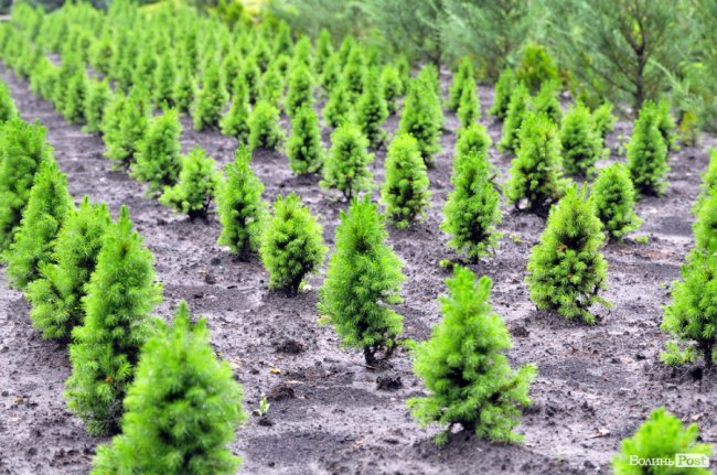 Екологічні стежки у волинському лісі – безліч відкриттів не лише для дітей