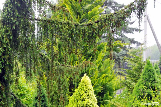 Екологічні стежки у волинському лісі – безліч відкриттів не лише для дітей