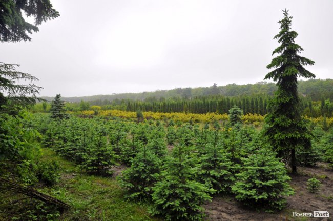 Екологічні стежки у волинському лісі – безліч відкриттів не лише для дітей