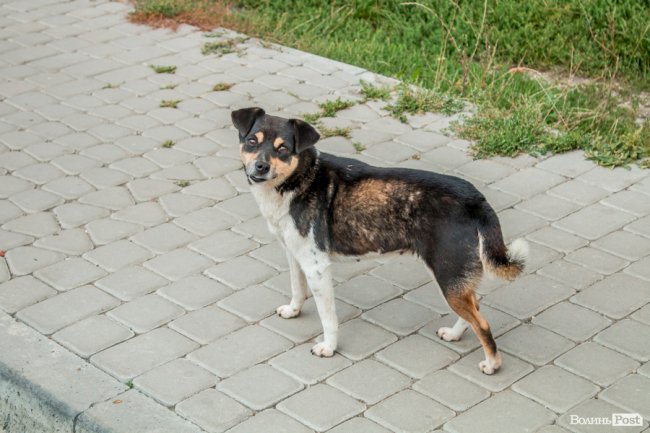 «Ми годували цукром всю північ СРСР»: як «показове» село Волині перетворилося на віддалений луцький райончик