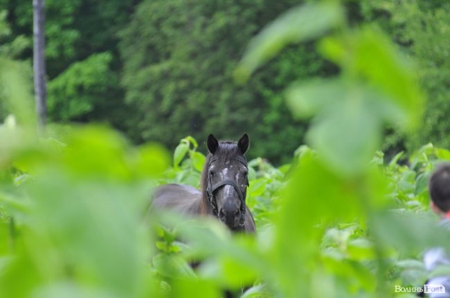 Туристичні принади Волині: лабіринтами «Амазонки»