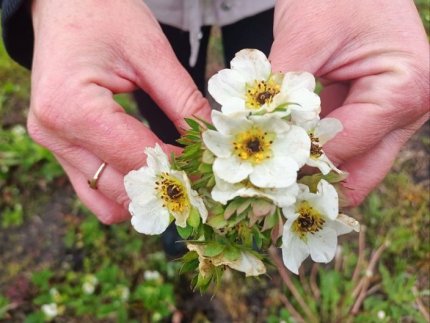 Через травневі заморозки на Волині вимерзли поля з полуницею