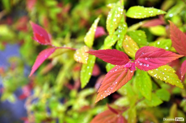 Екологічні стежки у волинському лісі – безліч відкриттів не лише для дітей