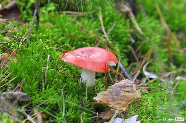 Маневицькими грибами смакуватиме Європа