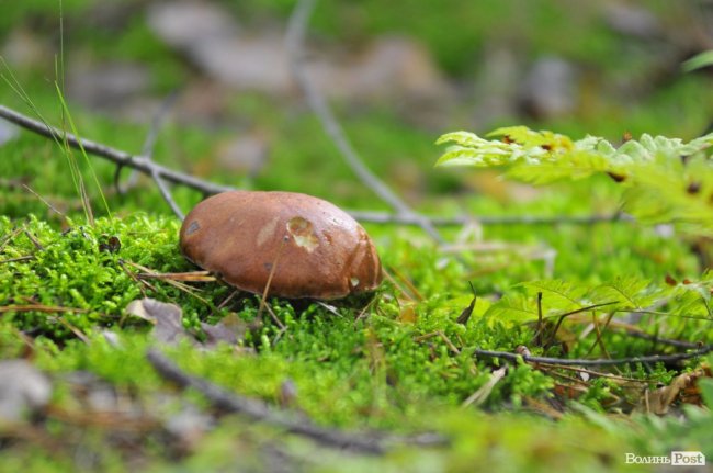 Маневицькими грибами смакуватиме Європа