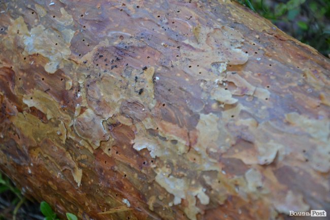 Волинські лісники б'ють на сполох: через шкідника відмирає сосновий ліс