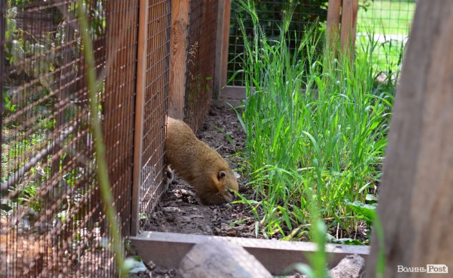 Звіриний ТОП: 5 екзотичних тварин Луцького зоопарку