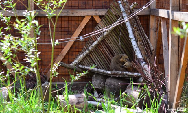 Звіриний ТОП: 5 екзотичних тварин Луцького зоопарку