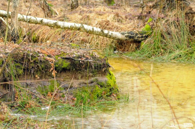 Лісівники показали, як розвивають мисливське господарство на Волині