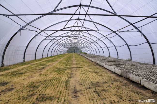 Екологічні стежки у волинському лісі – безліч відкриттів не лише для дітей