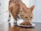 Особливості харчування стерилізованих та кастрованих котів: що враховувати при виборі корму