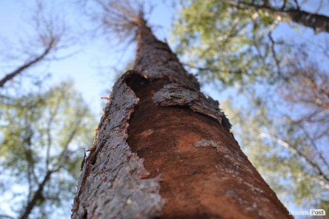 кора дерева, яку пошкодив короїд