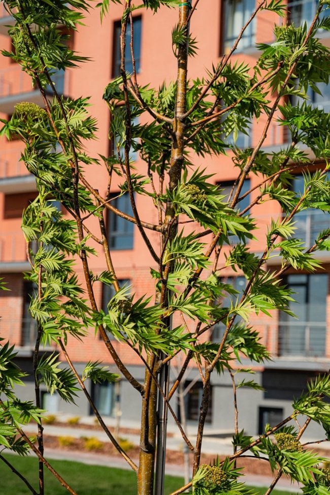 Як змінюються сучасні житлові комплекси: просторі двори, озеленення, нетипові дитячі майданчики