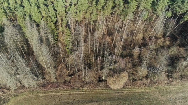Заповідник чи «порохова діжка»: частина дерев у «Цуманській пущі» стала небезпекою