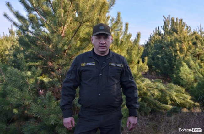 Заповідник чи «порохова діжка»: частина дерев у «Цуманській пущі» стала небезпекою