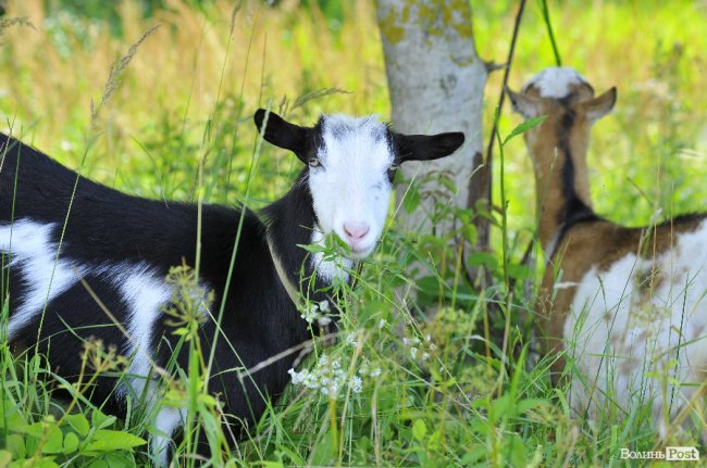 «Вони, як люди - кожна зі своїм характером», - луцька «козяча мама»
