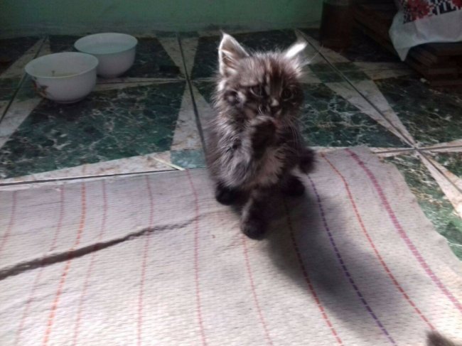 кошеня Анни