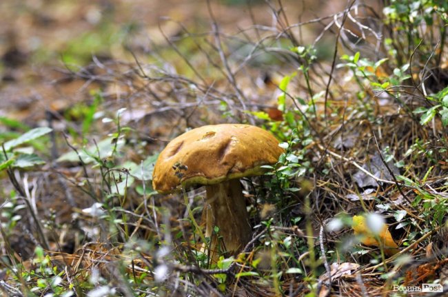 Маневицькими грибами смакуватиме Європа