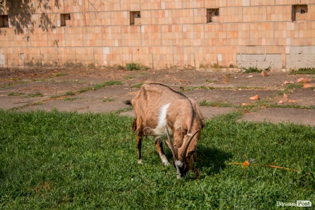 «Ми годували цукром всю північ СРСР»: як «показове» село Волині перетворилося на віддалений луцький райончик