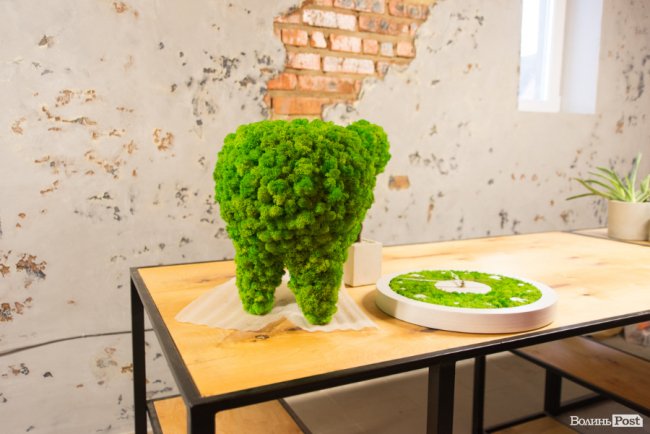 Бізнес у стилі «лофт»: майстриня з Луцька вирощує рослини в бетоні. ФОТО