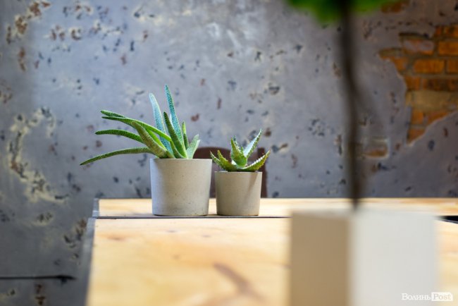 Бізнес у стилі «лофт»: майстриня з Луцька вирощує рослини в бетоні. ФОТО