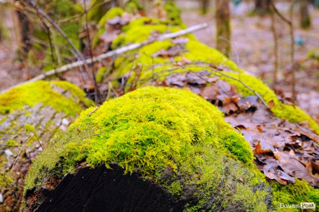 Лісівники показали, як розвивають мисливське господарство на Волині