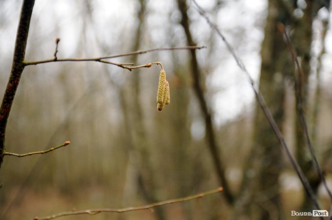 Лісівники показали, як розвивають мисливське господарство на Волині