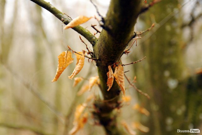 Лісівники показали, як розвивають мисливське господарство на Волині