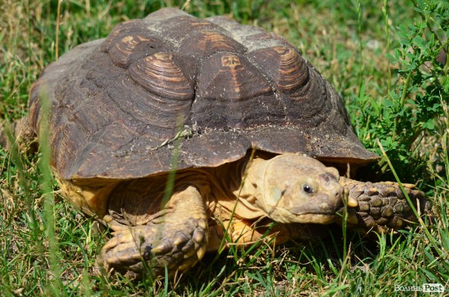 Звіриний ТОП: 5 екзотичних тварин Луцького зоопарку