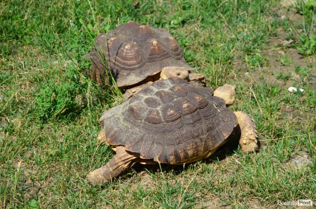 Звіриний ТОП: 5 екзотичних тварин Луцького зоопарку