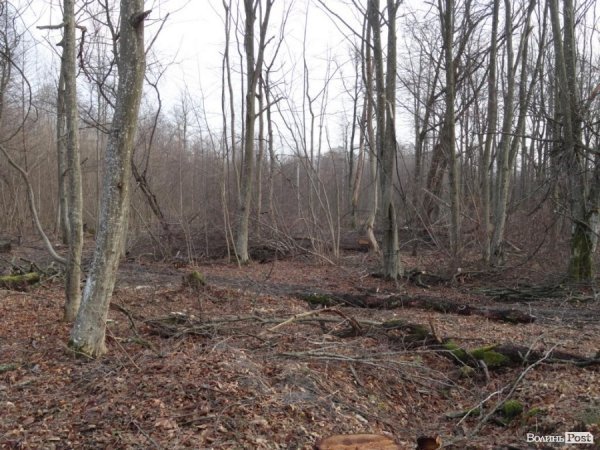 Нове керівництво не хоче ламати корупційні схеми, - Олег Бойко про волинські ліси