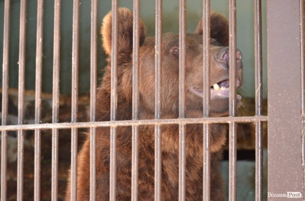 Що переживають звірі під час реконструкції луцького зоопарку