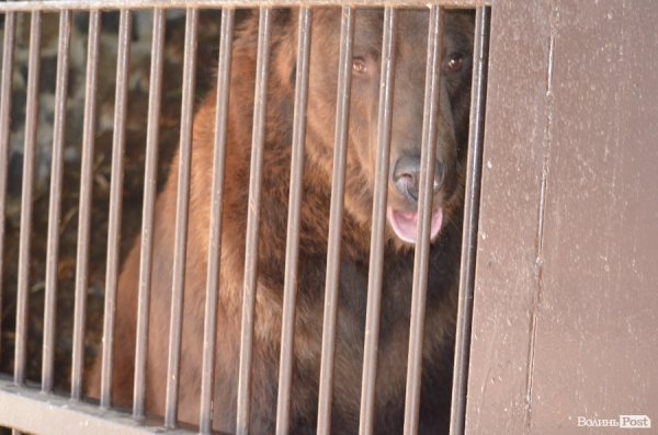 Що переживають звірі під час реконструкції луцького зоопарку