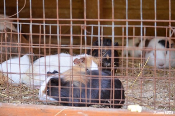 Що переживають звірі під час реконструкції луцького зоопарку