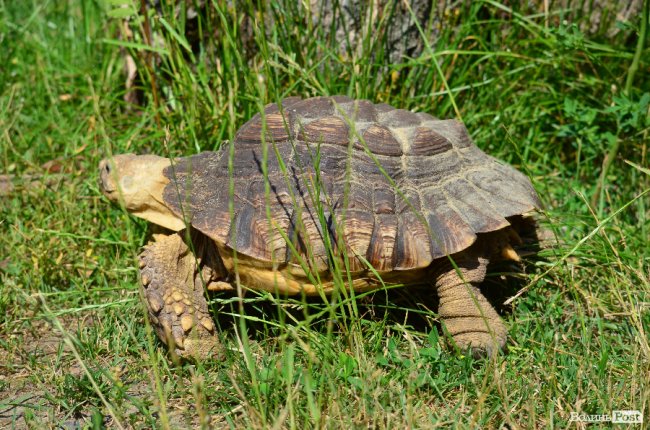 Звіриний ТОП: 5 екзотичних тварин Луцького зоопарку
