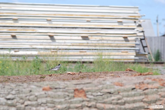 Ляшко на Волині нагороджував медиків, обробляв дерево та зустрівся з митрополитом Михаїлом
