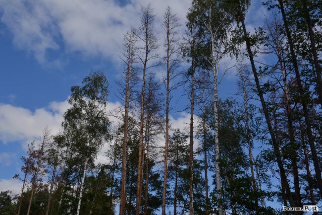 так виглядають заражені дерева