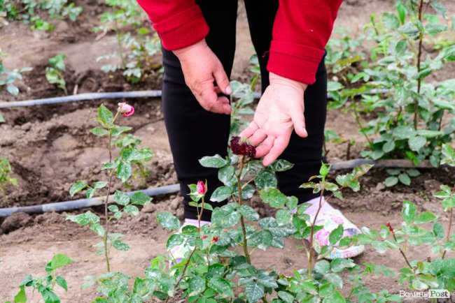 Трояндово-полуничний бізнес із ароматом сакур: родина під Луцьком вирощує плантації рослин. ФОТО