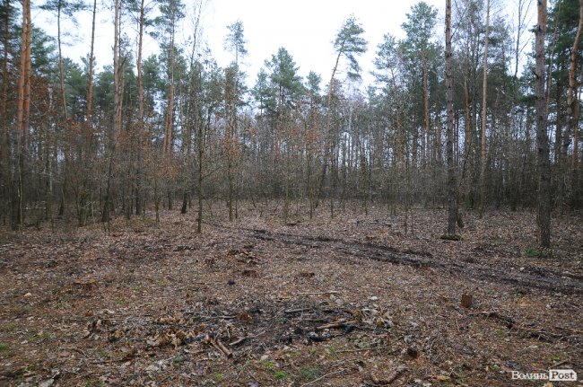 Вирубка в лісі