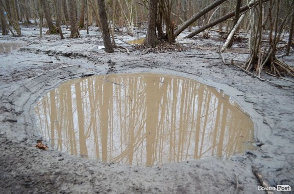 «Бурштинова мафія» на Волині: «криша», долари і селяни