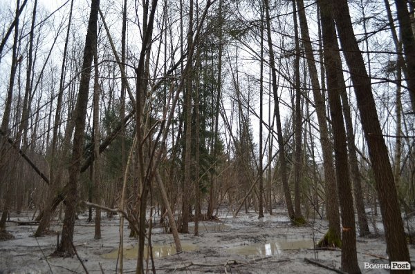 «Бурштинова мафія» на Волині: «криша», долари і селяни