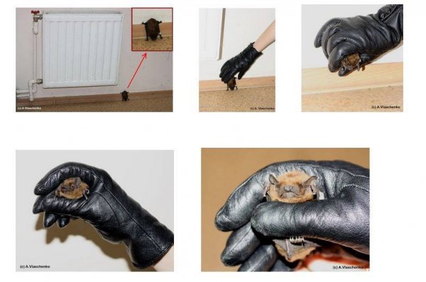 Червонокнижні тваринки заселили цілий район у Луцьку