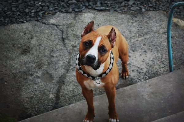 Татуйований Луцьк: Про символи, магію та відданість