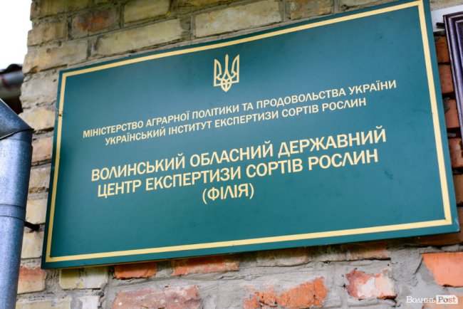«Люблю кожен колосок»: розмова про 51 рік роботи серед пшеничного різноманіття. ФОТО