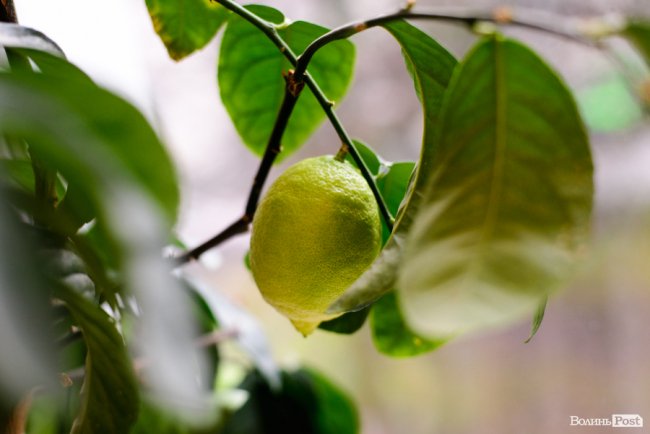 «Я віддав цьому місту всього себе». ОДИН ДЕНЬ З ПЕТРОМ САГАНЮКОМ