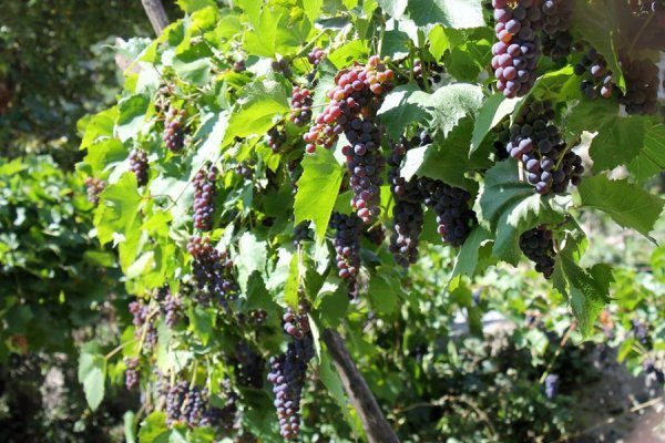 «Нотатки мандрівниці» Ірини Хом'як: легенда про мільйони троянд, фантастичне вино та грузинський Лас-Вегас