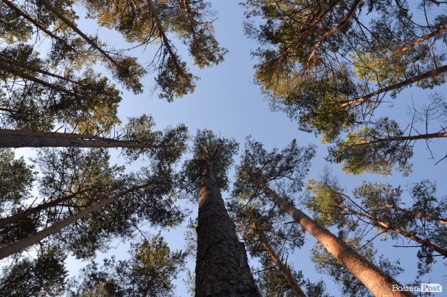 Волинські лісники б'ють на сполох: через шкідника відмирає сосновий ліс